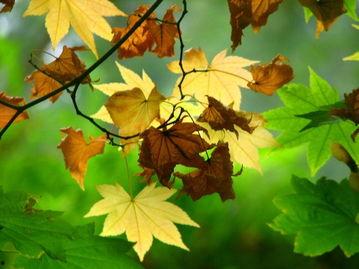 枫叶情,探寻加拿大自然与文化交融的美丽画卷