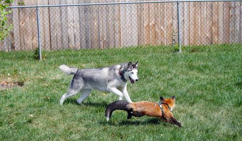 狐狸与猎狗,智慧与勇气的较量